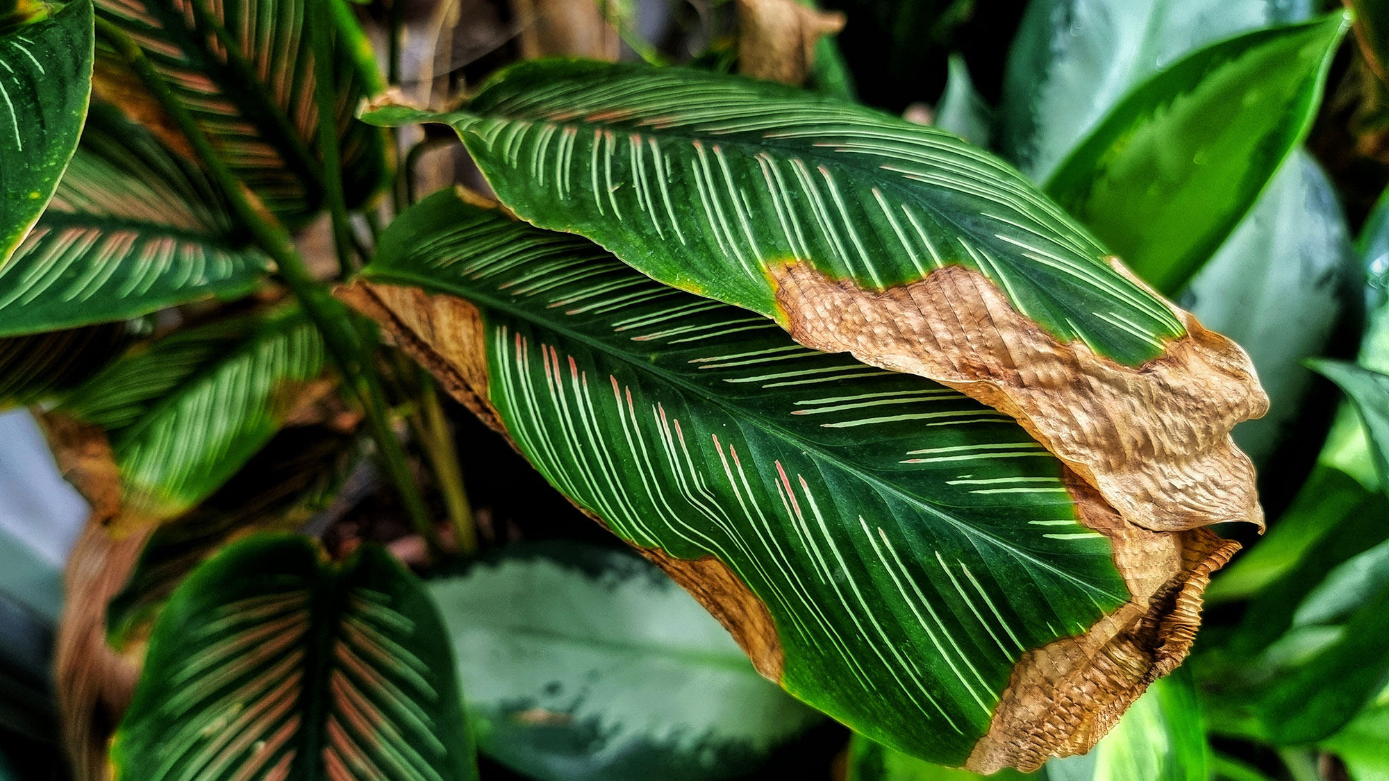 Houseplant - Burnt leaves on Calathea houseplant