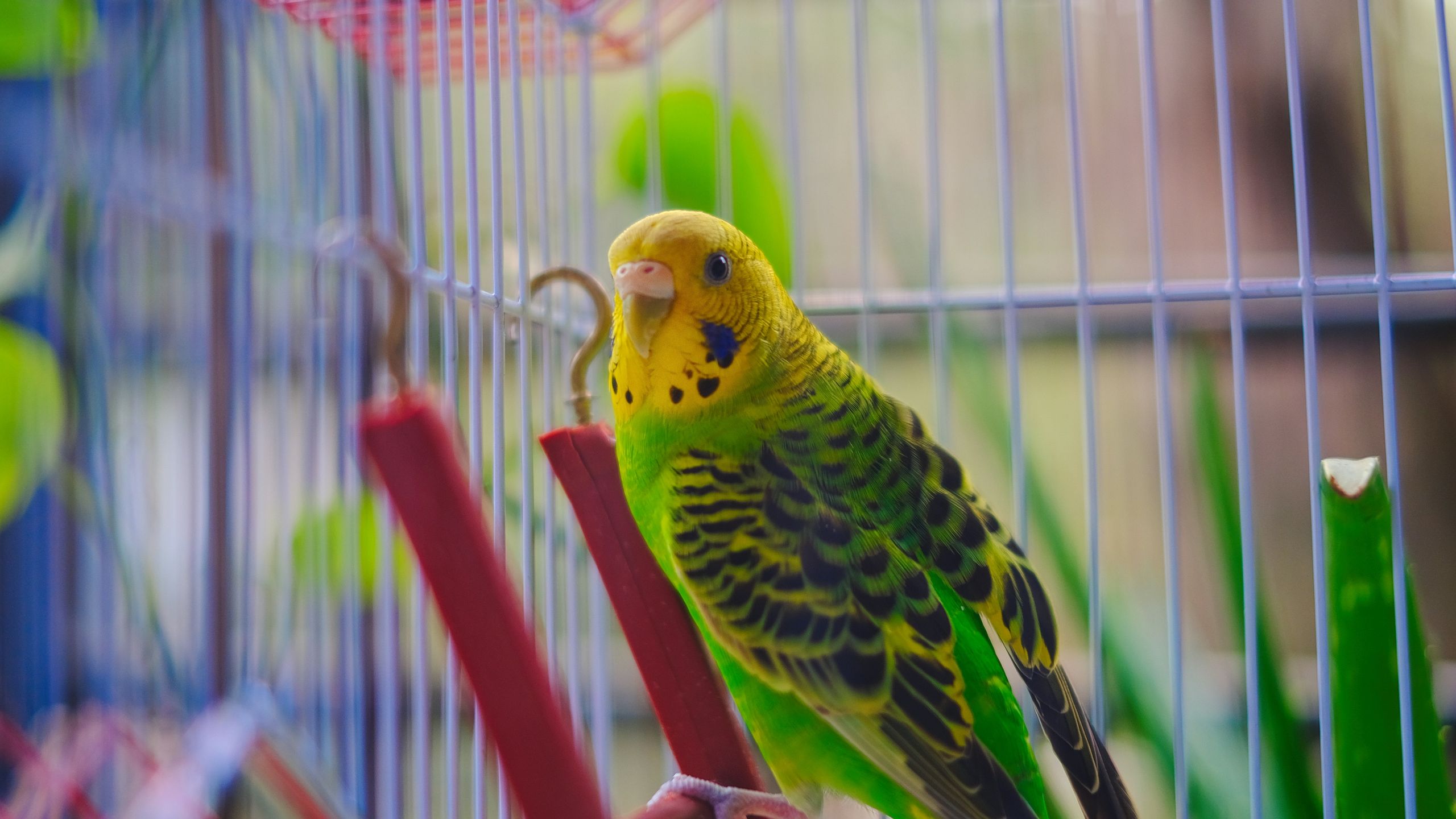 موجه "قفص الطيور" يفصل مشاريع ChatGPT: لا أستغني عنه.