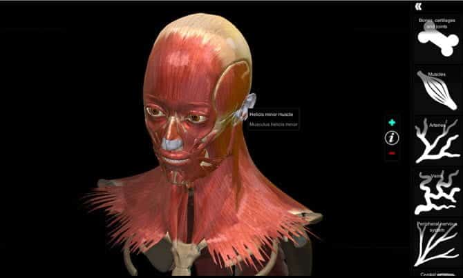 Anatomy Learning