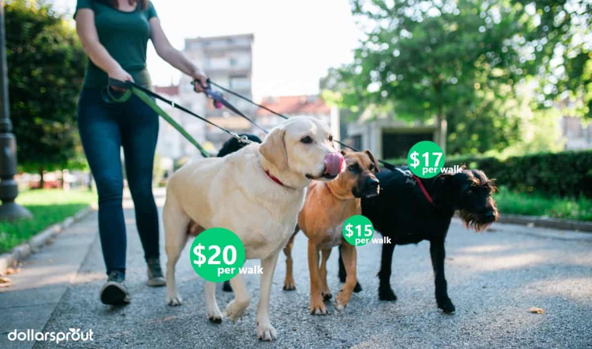Köpek gezdirme ve evcil hayvan bakımı yaparak hızlıca para kazanın.