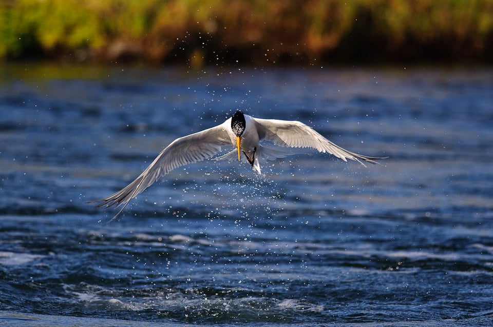 Caspian Tern - 1/2000th of a second Caspian Tern - 1/2000th of a second