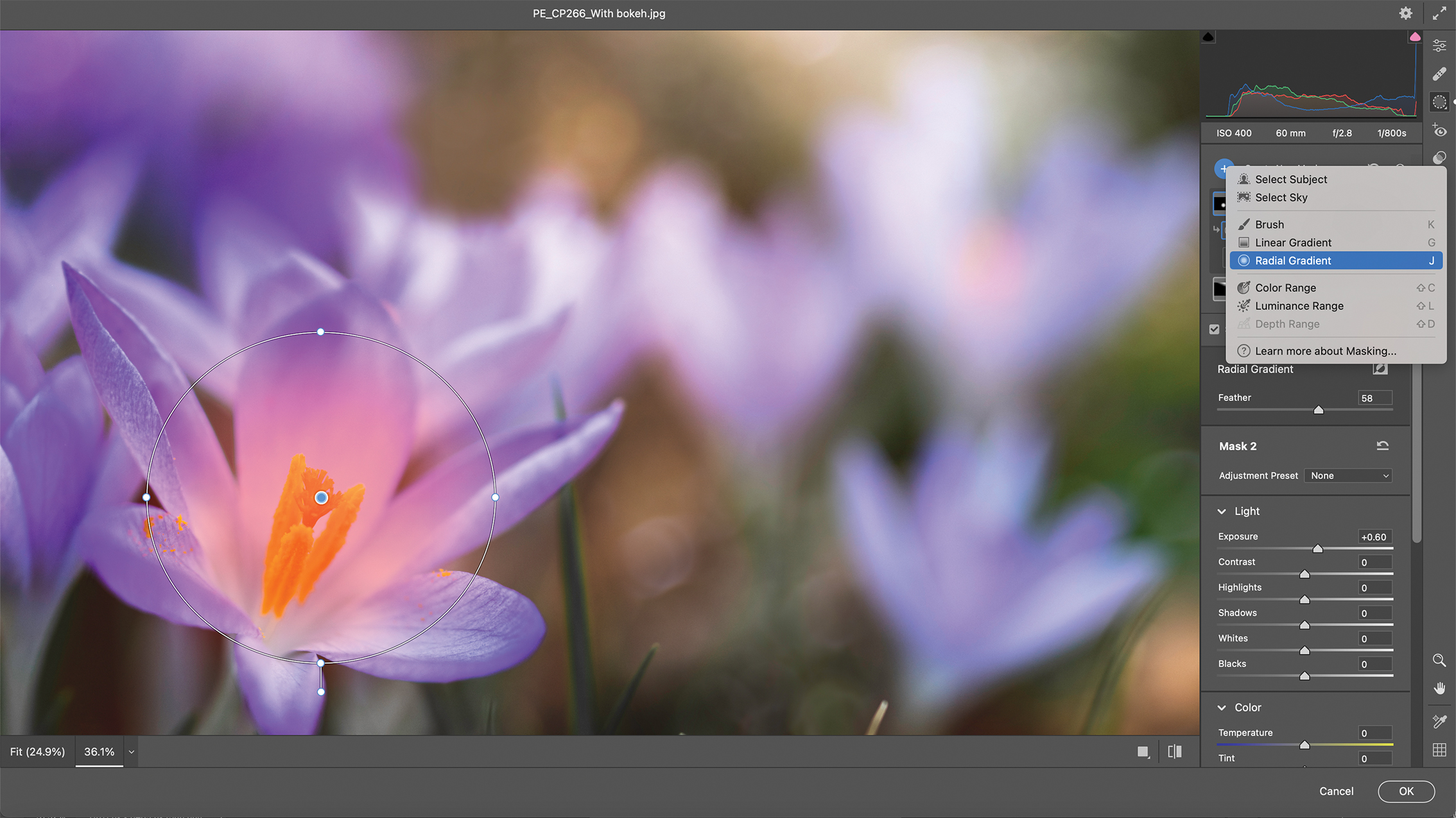 صورة رقمية لزهور بنفسجية زاهية، يُرجح أنها زهور الزعفران، يتم تعديلها في برنامج Photoshop. تظهر واجهة البرنامج الطبقات وأدوات الألوان.