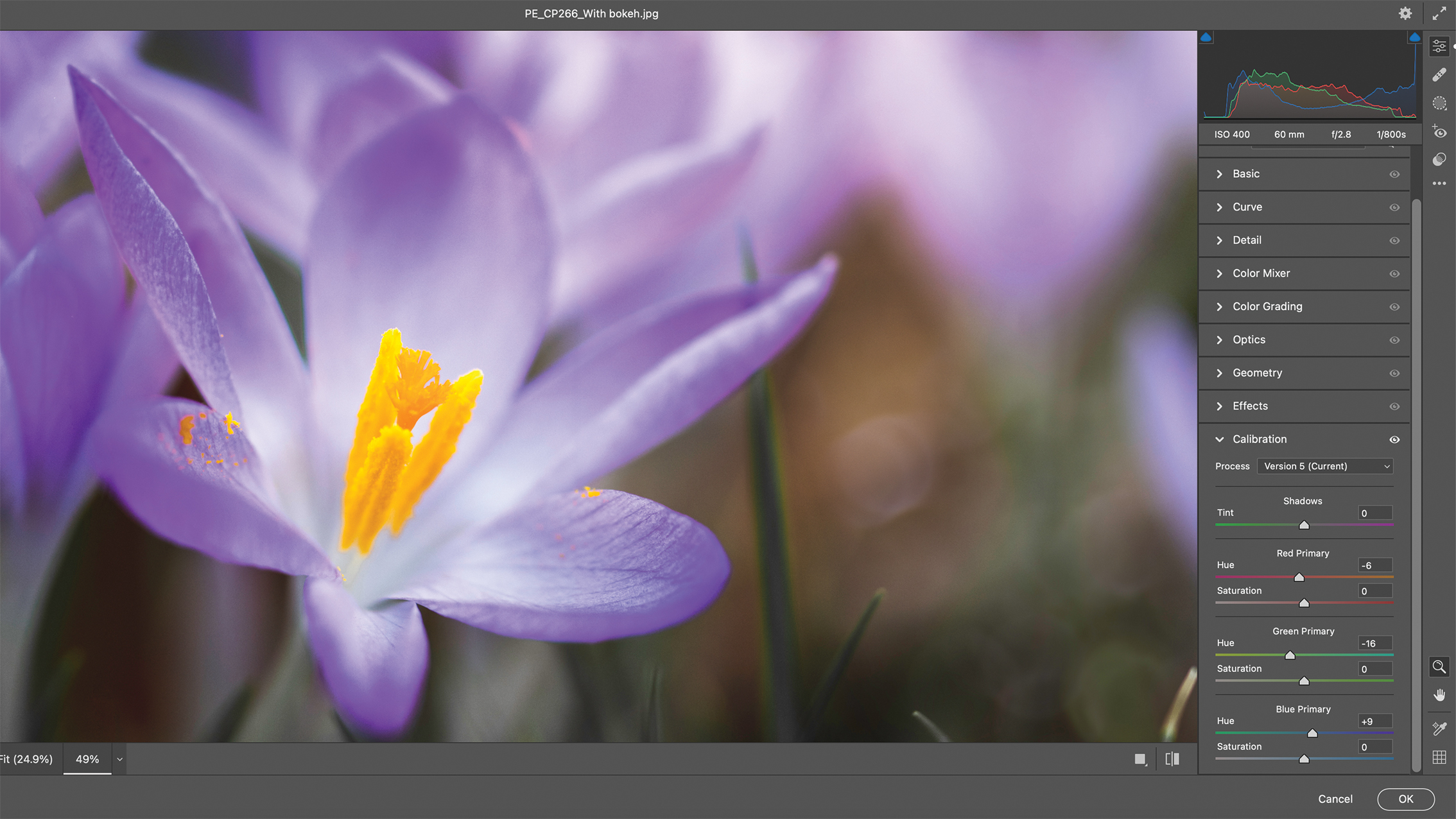 صورة رقمية لزهور بنفسجية زاهية، يُرجح أنها زهور الزعفران، يتم تعديلها في برنامج Photoshop. تظهر واجهة البرنامج الطبقات وأدوات الألوان.