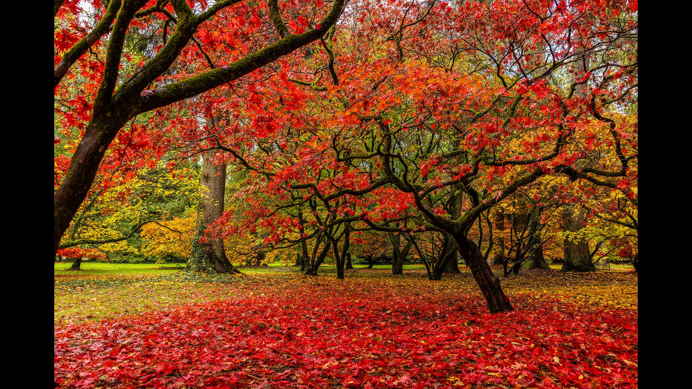 Dit is je laatste kans: leg de betoverende herfstkleuren nu vast met je camera!