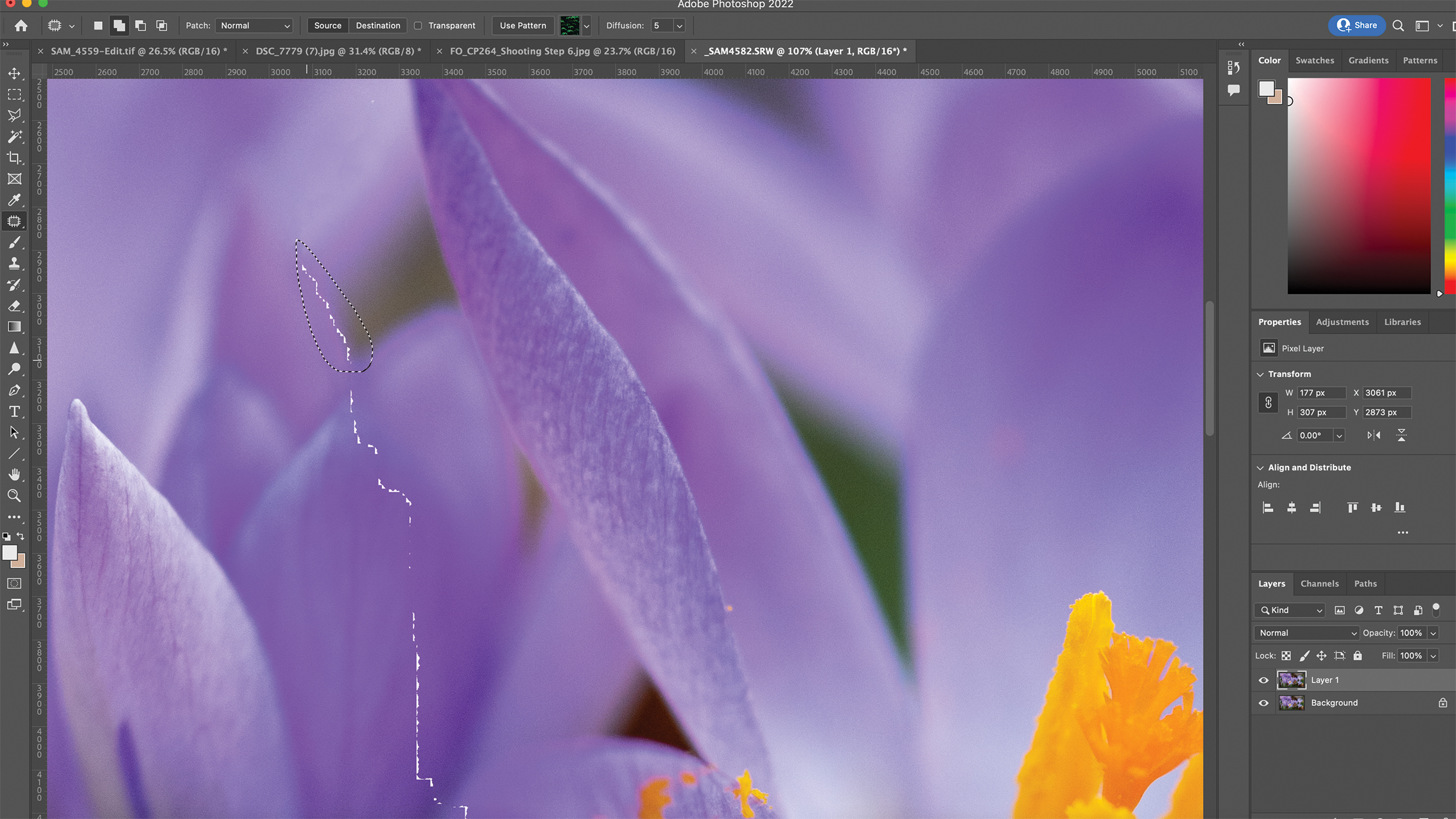 صورة رقمية لأزهار بنفسجية زاهية، يُرجح أنها زهور الزعفران، قيد التعديل في Photoshop. تظهر الواجهة طبقات وأدوات الألوان.