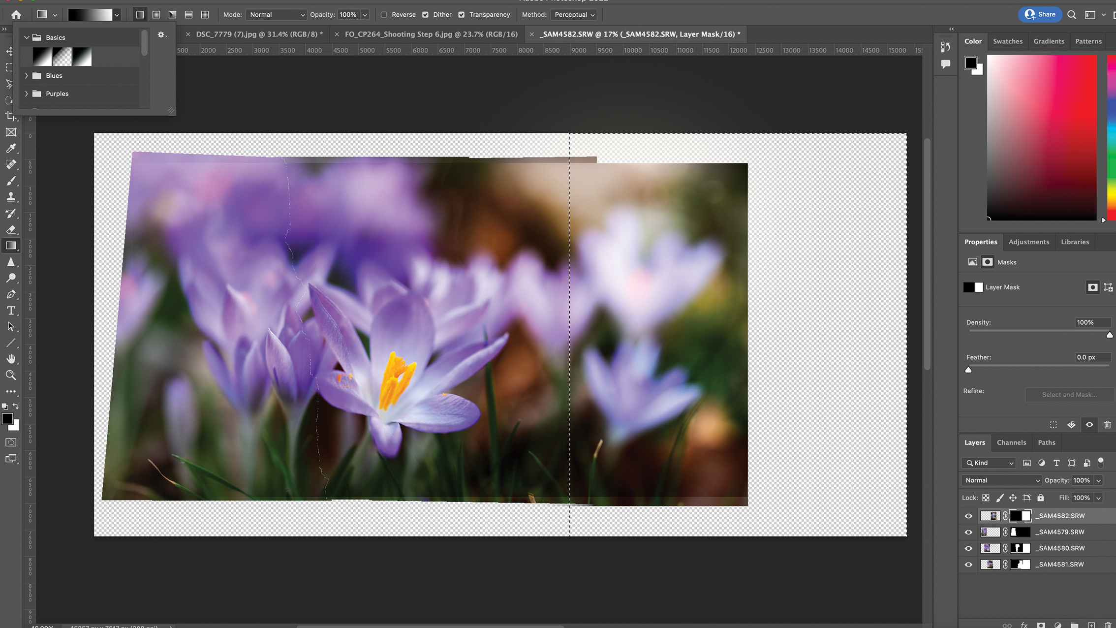 صورة رقمية لأزهار بنفسجية زاهية، يُرجح أنها زهور الزعفران، قيد التعديل في Photoshop. تظهر الواجهة طبقات وأدوات الألوان.