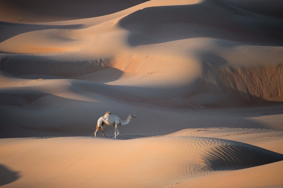 جمل وحيد في صحراء الربع الخالي، الإمارات، عينة من Nikon D780