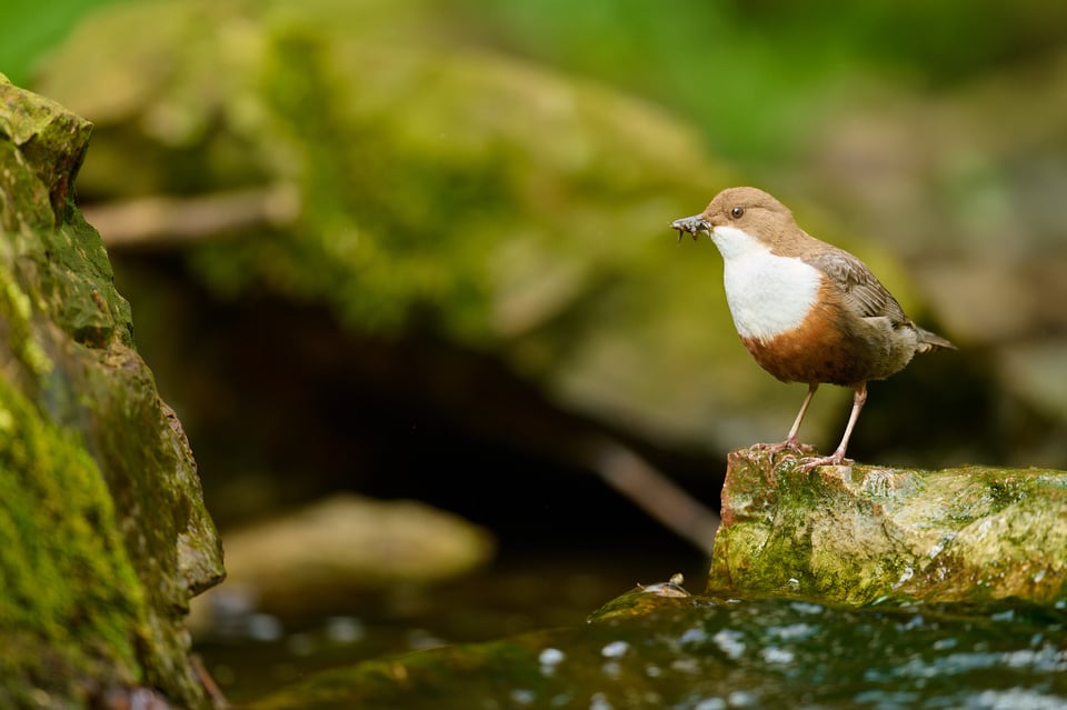 غواص أبيض الحنجرة (Cinclus cinclus) ملتقطة بكاميرا Nikon D850
