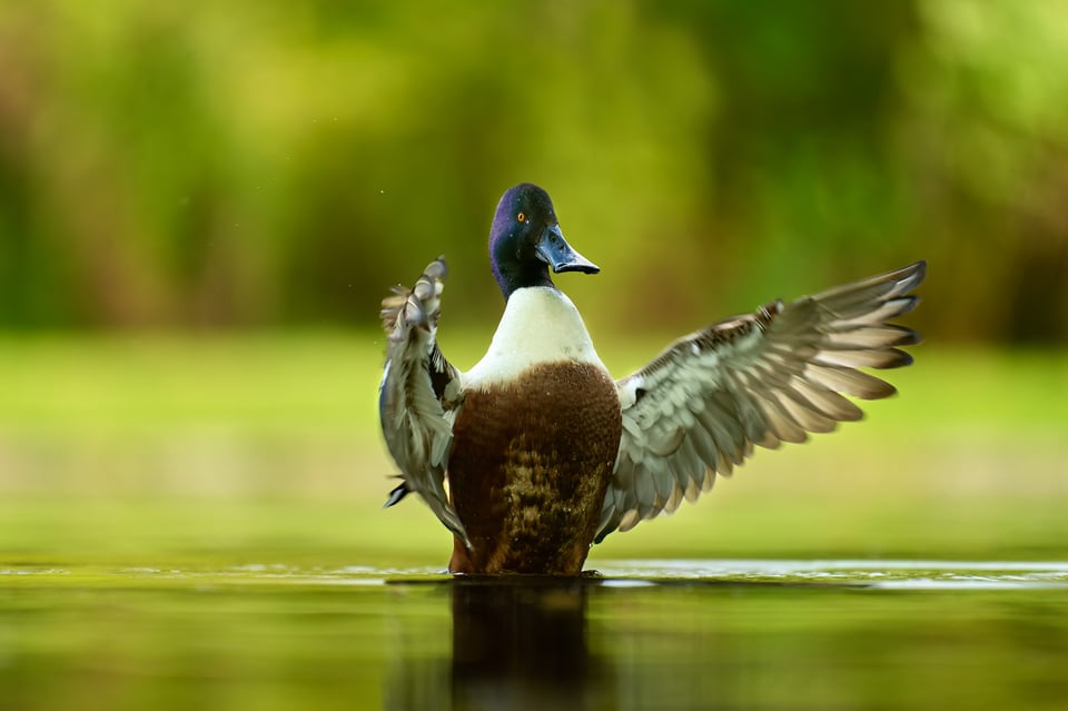 بطة تم تصويرها بكاميرا NIKON Z9 وعدسة VR 200-500mm f/5.6E