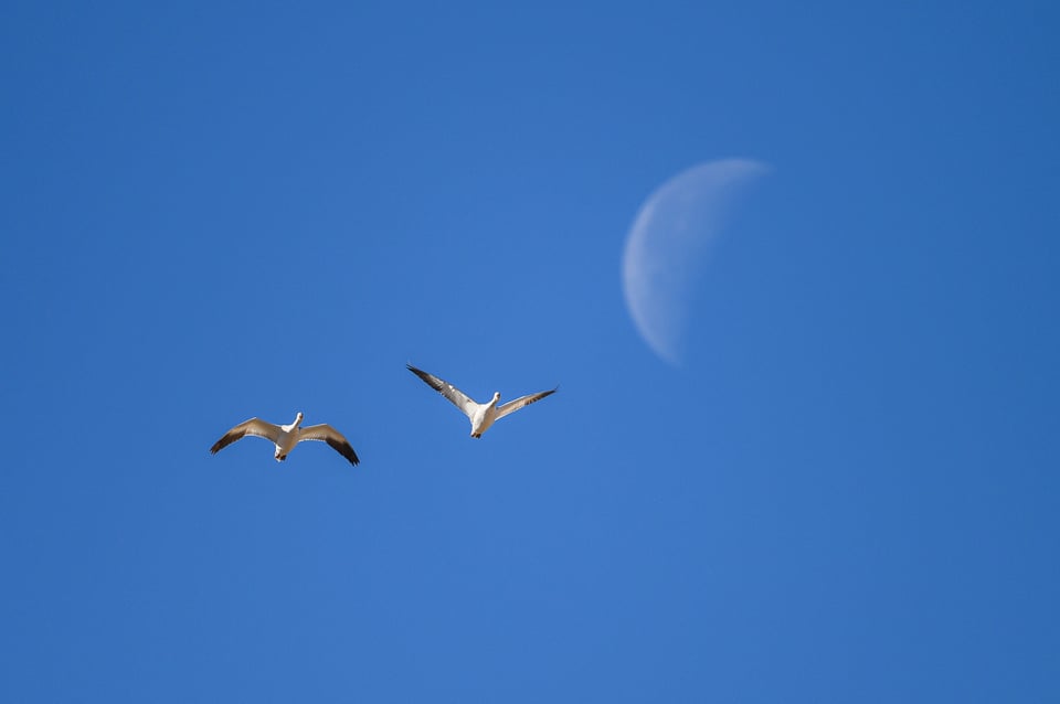 صورة عينة من Nikon Z6 II: طيور وقمر