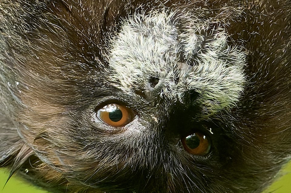 طمارين أسود الوشاح_Leontocebus nigricollis_الإكوادور_LVP9968