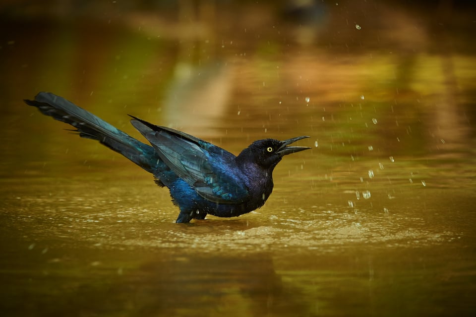 طائر الغراب