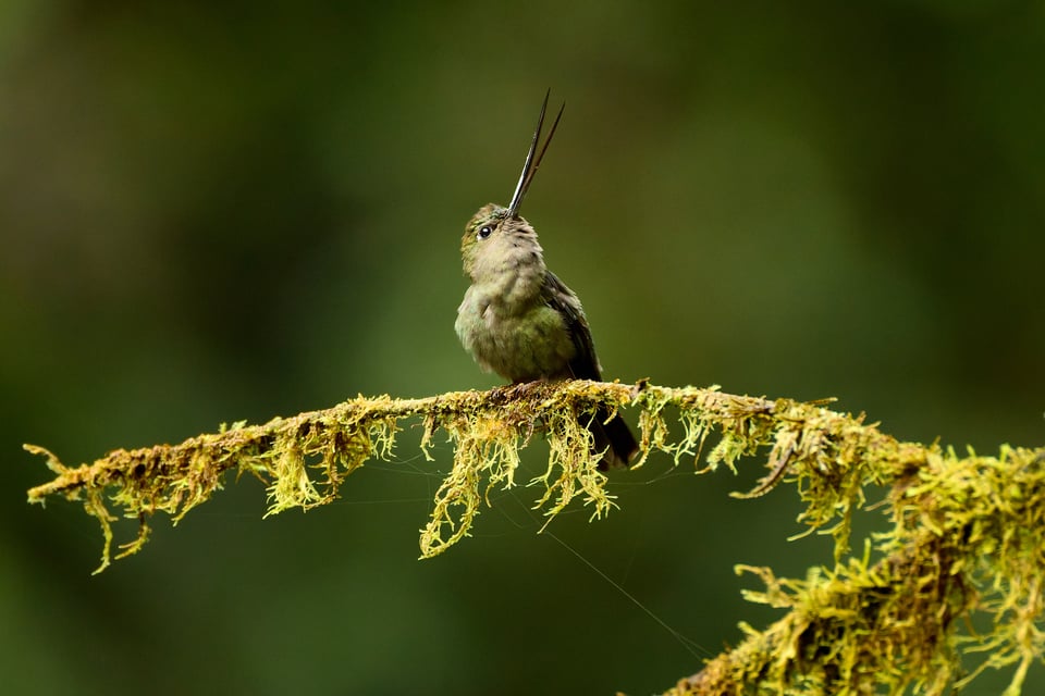 Canon RF 200-800mm f6.3-9 IS USM_Sample Images_Ecuador_1H9A1239-DxO_DeepPRIME 3