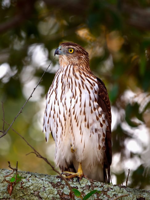 مراجعة عدسة Olympus 100-400 f:5-6.3: صقر في إضاءة منخفضة