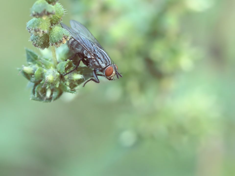 كاميرا Micro Four Thirds