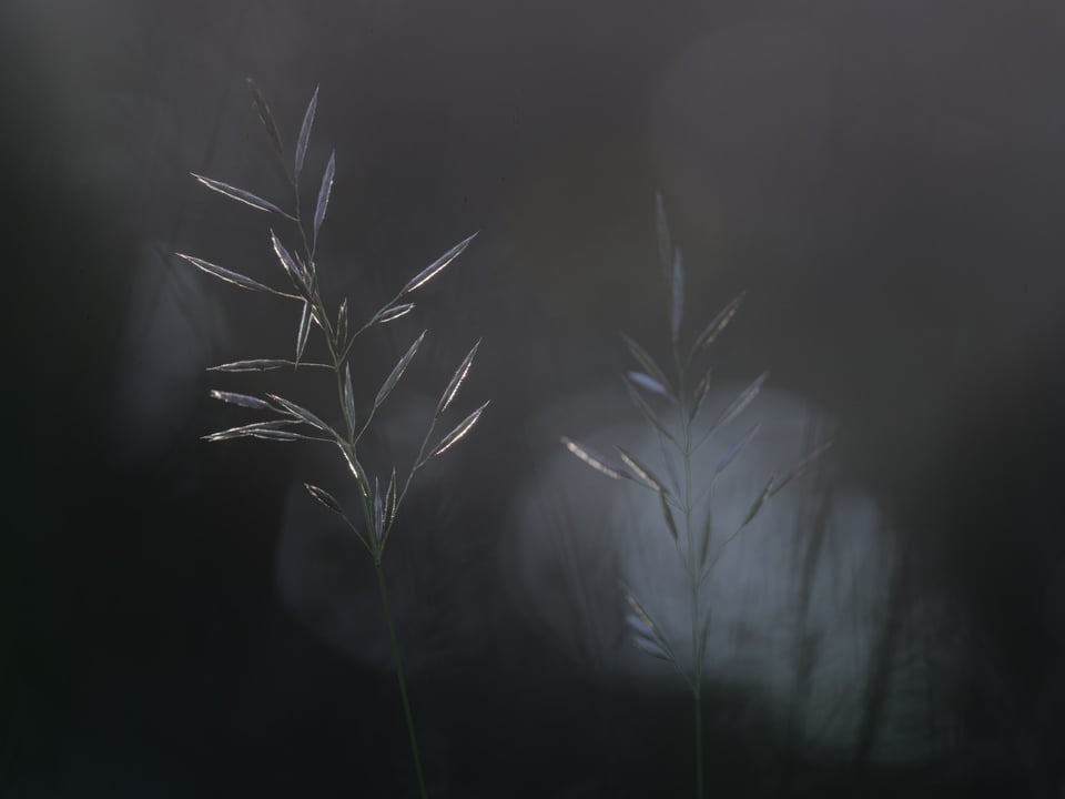 GrassHill_Jason_Polak
