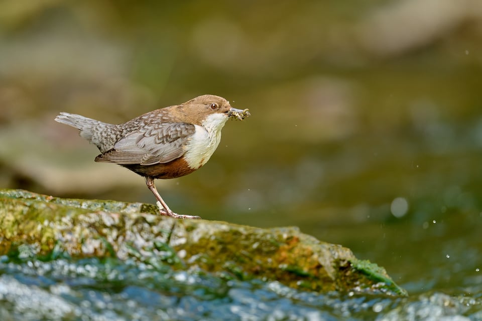 صورة لطائر الغطاس أبيض الزور (Cinclus cinclus) التقطت بكاميرا Nikon D850