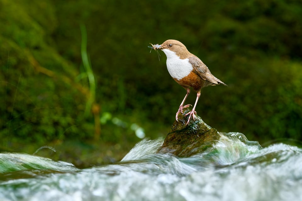 صورة لطائر الغواص أبيض الزور (Cinclus cinclus) التقطت بكاميرا Nikon D500