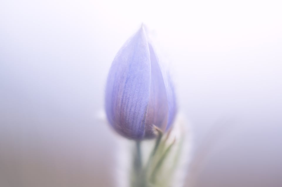 PrairieCrocus_Central_Minimalist_Jason_Polak
