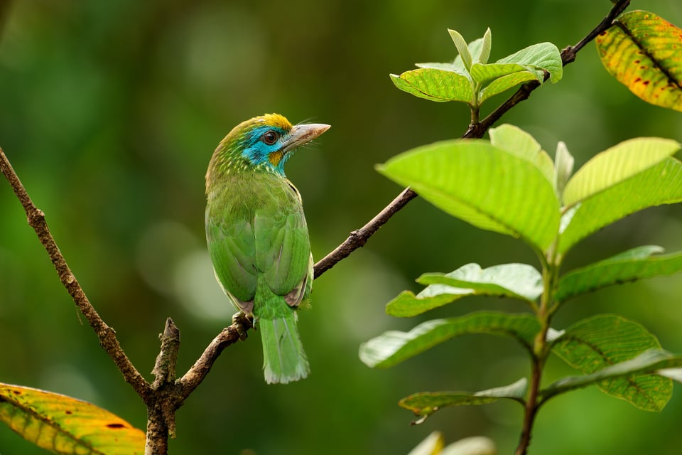 البربيت أصفر الجبهة_سريلانكا_LVP9885