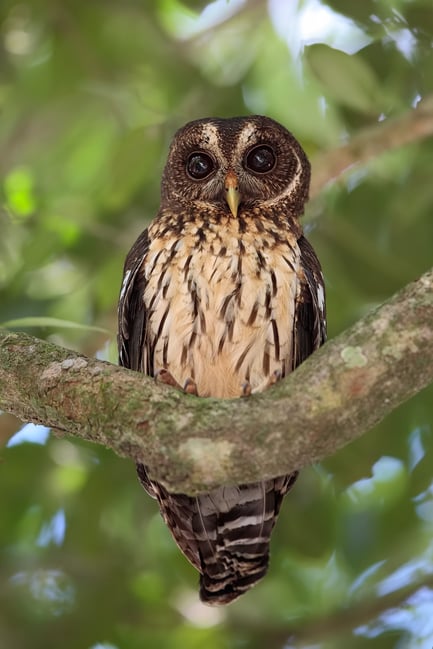 نموذج صورة بعدسة Canon EF 300mm f2.8L IS USM (21)