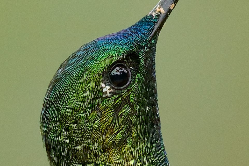 طائر طنان من نوع Sapphire-vented Puffleg في الإكوادور