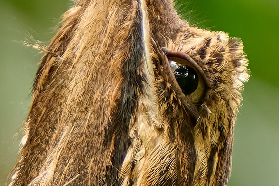 لقطة كاملة لطائر البوتو طويل الذيل في الإكوادور، تبرز حدة عدسة نيكون (LVP1626_01)