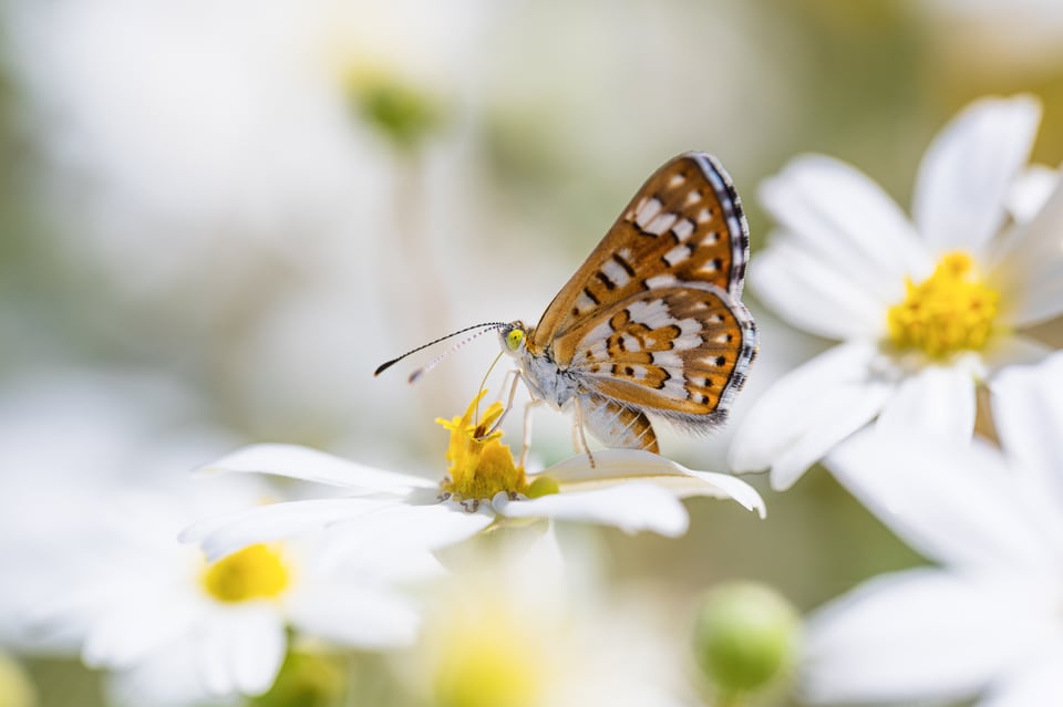 صورة ماكرو لفراشة التقطت بعدسة Nikon Z 105mm f2.8 S