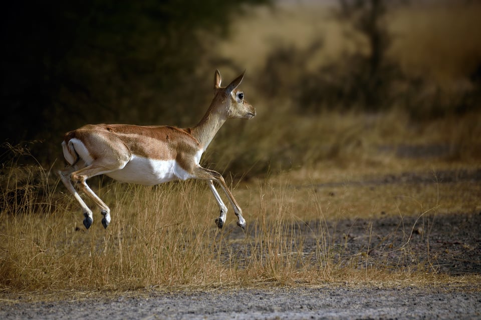 صورة طائر _DSC5177