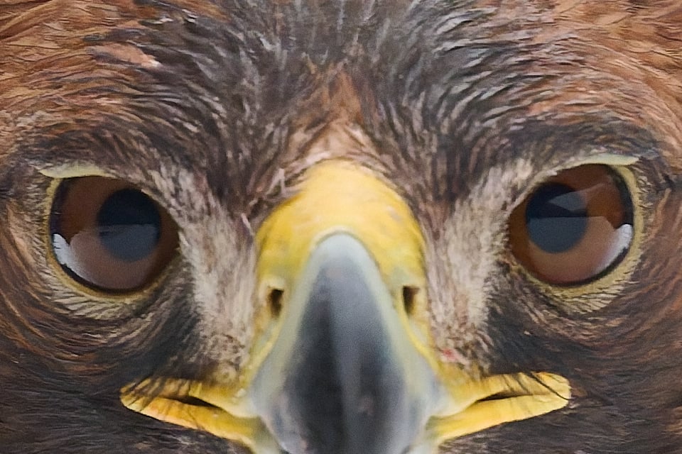 النسر الذهبي_جمهورية التشيك_LVP9866_01