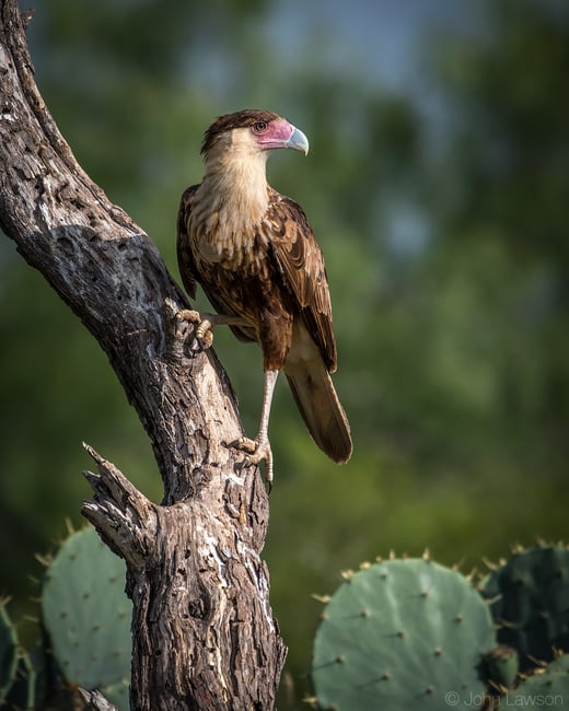طائر الكاراكارا المتوج - Nikon D500، عدسة 200-500mm f/5.6 عند 360mm، ISO 250، 1/2000s، f/5.6