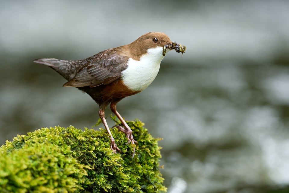 طائر الغطاس أبيض الزور_Cinclus cinclus_Nikon D500_LVP6107-NEF