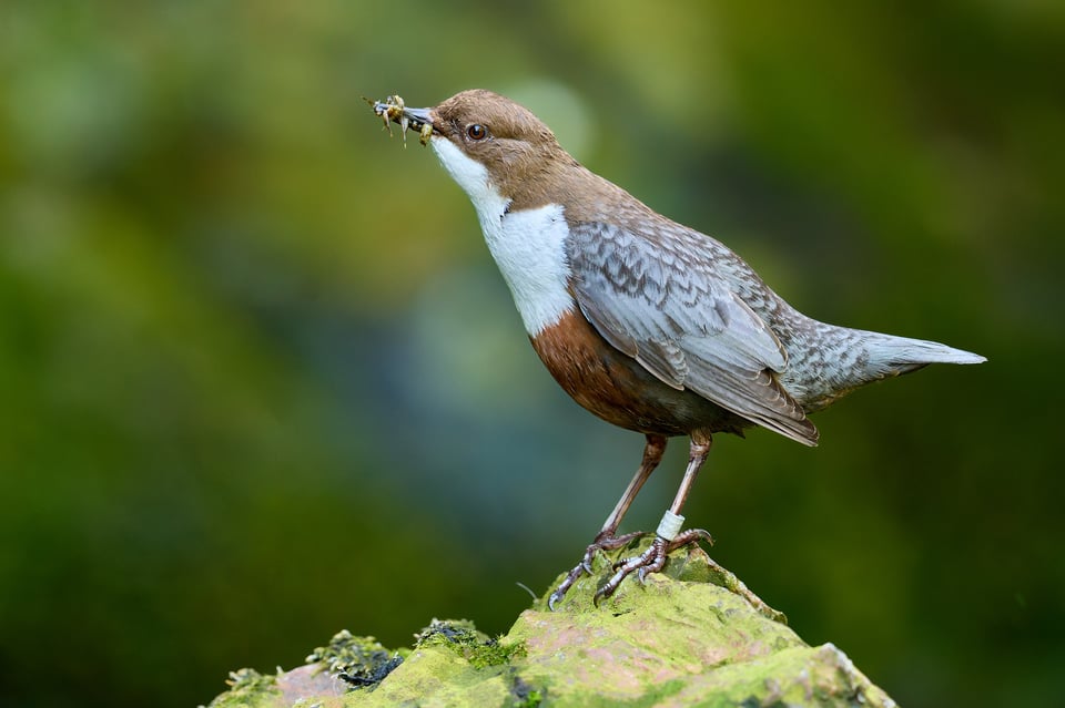 لقطة أخرى لطائر الغواص أبيض الزور (Cinclus cinclus) بكاميرا Nikon D500
