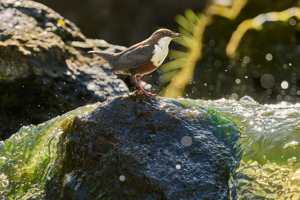 غواص أبيض الحنجرة (Cinclus cinclus) ملتقطة بكاميرا Nikon D500