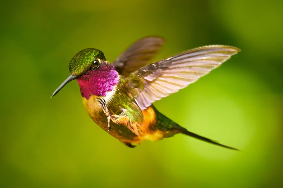 vogels in vlucht
