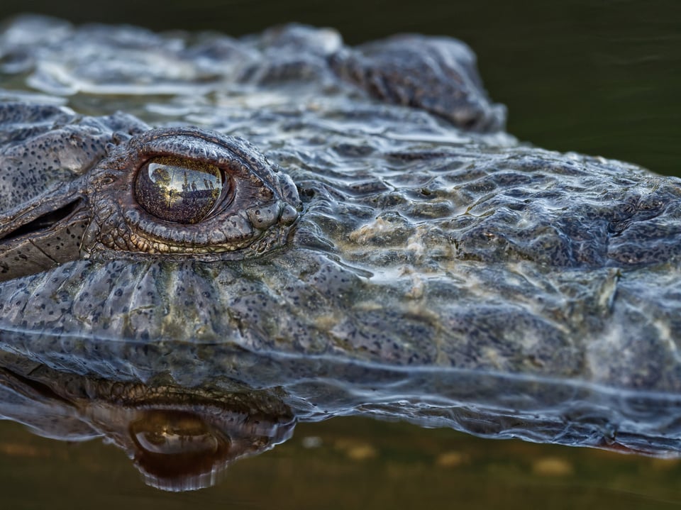 صورة عينة من مراجعة عدسة Olympus 300mm f4 IS PRO لتمساح أمريكي