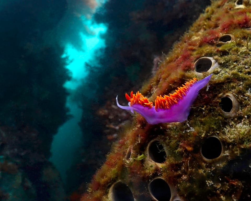 صورة لعارية الخيشوم الإسبانية (Spanish Shawl Nudibranch) التقطها نيكولاس هيس في كاليفورنيا للتصوير تحت الماء