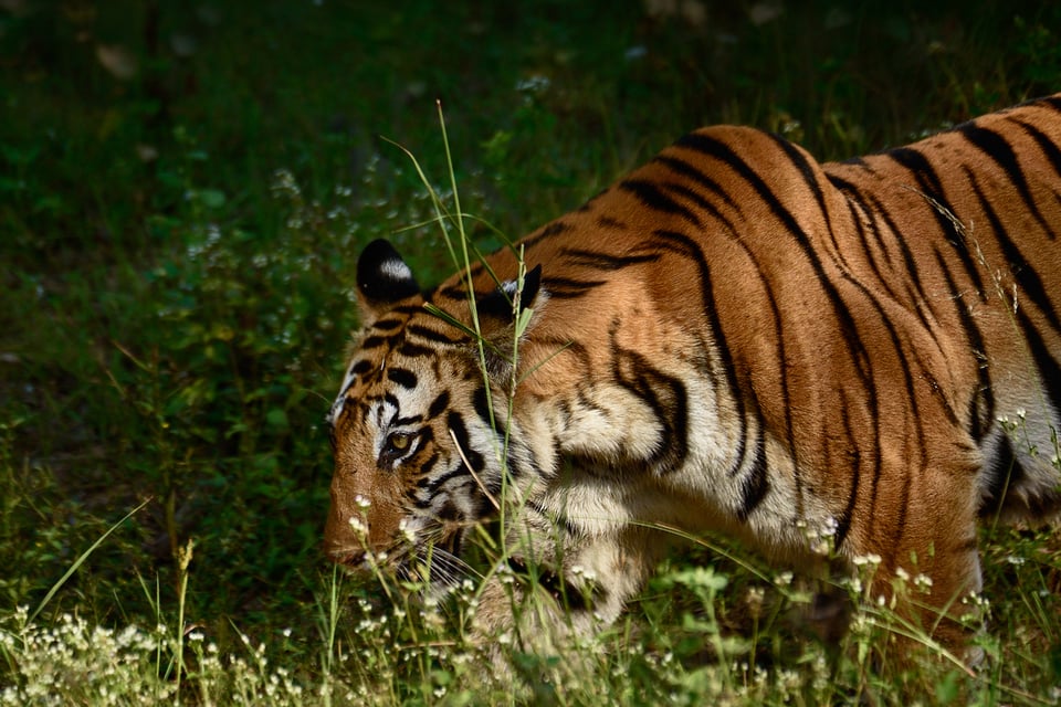 صورة التقطت بعدسة Nikon 200-500mm f/5.6