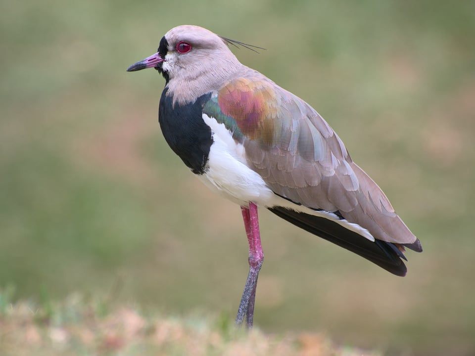 طائر Southern Lapwing على العشب
