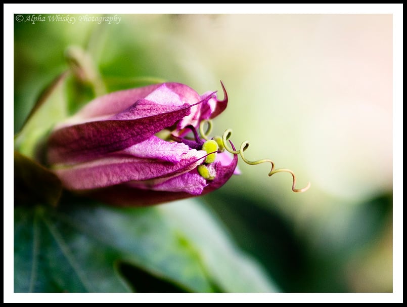 عدسة Olympus 45mm F/1.8، حساسية ISO 200