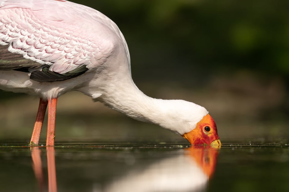 كاميرا Nikon Z8