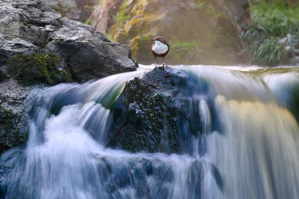 طائر الغواص أبيض الحنجرة (Cinclus cinclus) تم التقاطه بكاميرا Nikon Z9، يوضح جودة الصورة المتعلقة بحجم المستشعر في تصوير الحياة البرية.