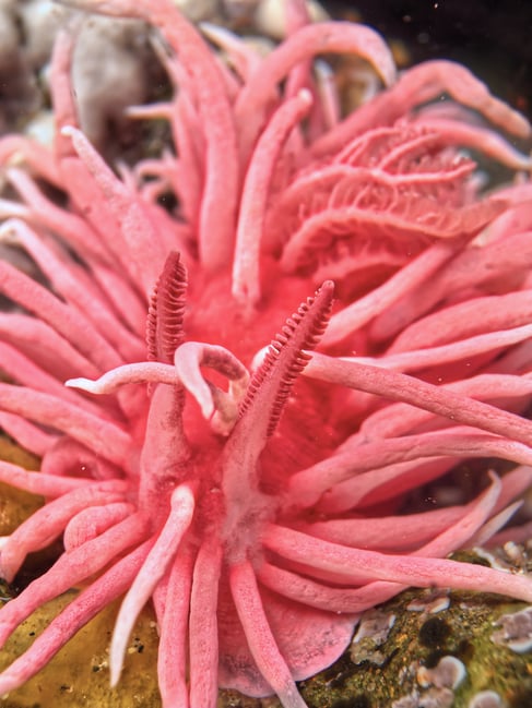 تصوير عاريات الخيشوم (Hopkin's rose nudibranch) في بركة المد والجزر باستخدام عدسة Laowa 24mm probe