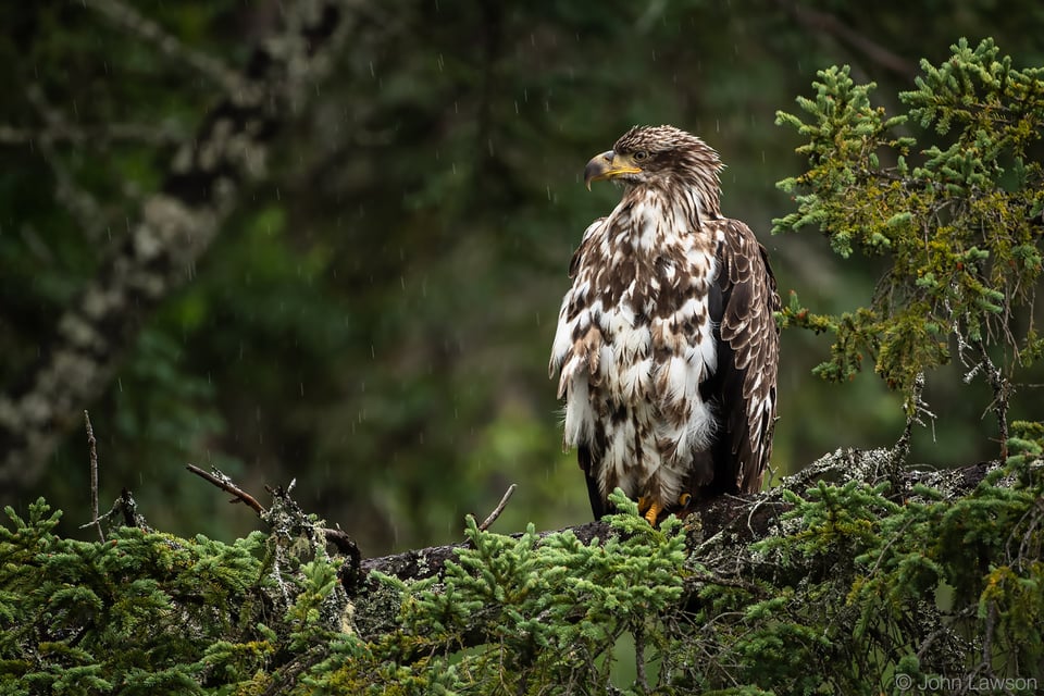 صورة عينة من عدسة Nikon 180-400mm f/4E TC1.4 FL ED VR + TC رقم 16