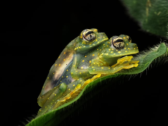 صورة عينة لضفادع زجاجية التقطت بعدسة Olympus M.Zuiko Macro (بدون اقتصاص)