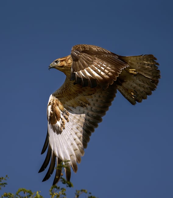 صورة ملتقطة بعدسة Nikon 200-500 f/5.6