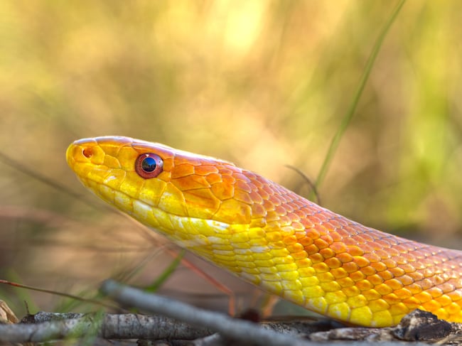 صورة عينة لمراجعة عدسة Olympus 300mm f4 IS PRO: ثعبان الفئران الأصفر من إيفرجليدز