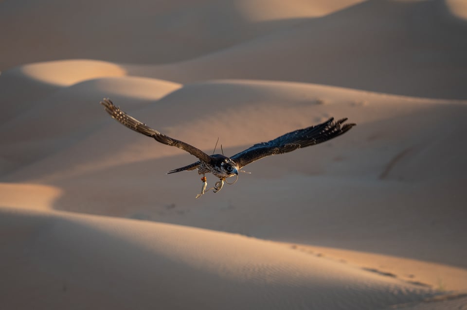 صورة عينة التقطت بعدسة Tamron 100-400mm f/4.5-6.3E