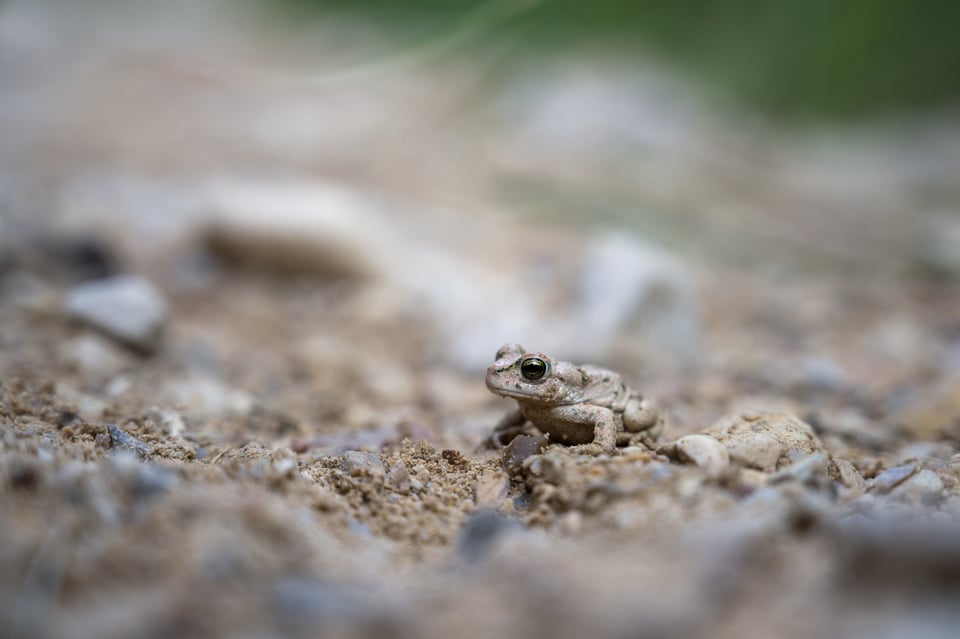 صورة ماكرو مقربة بعدسة 24-70mm f4 S