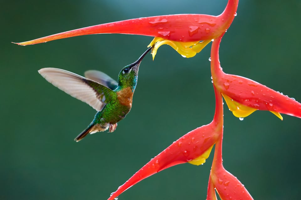 طائر الجولدفروت المرصع (Heliodoxa aurescens) من الإكوادور